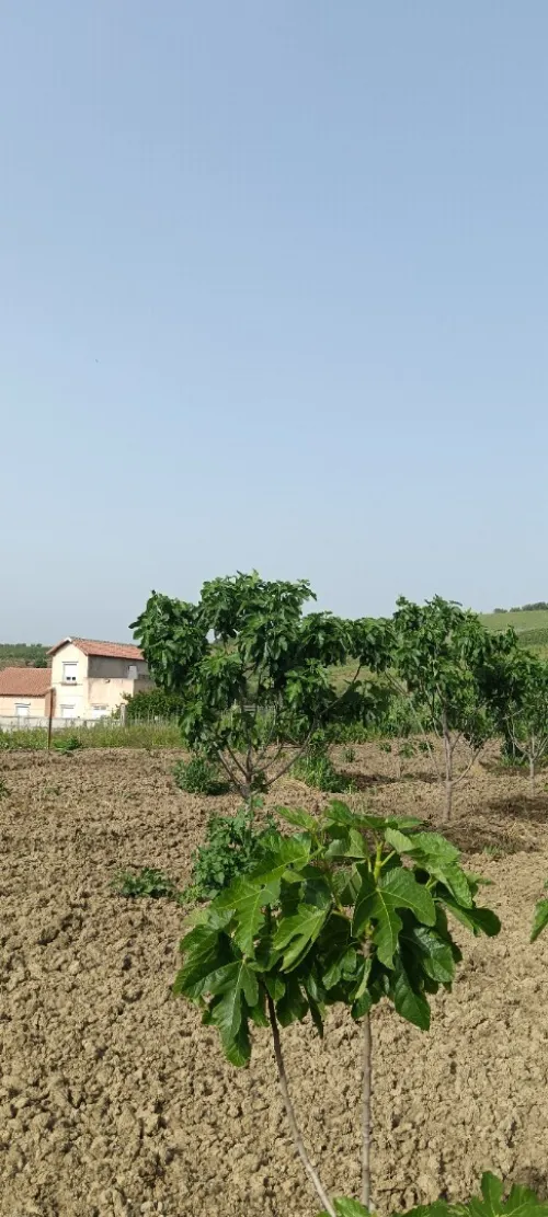 Vente Terrain Boumerdès Bordj menaiel
