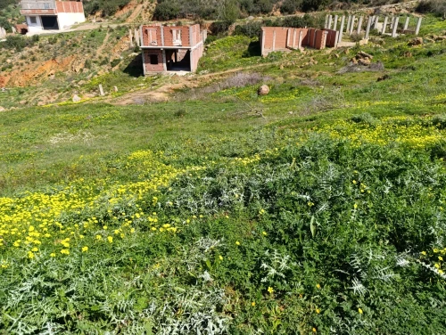 Vente Terrain Blida Meftah