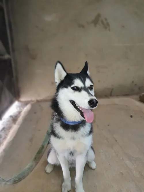 Huski femelle 