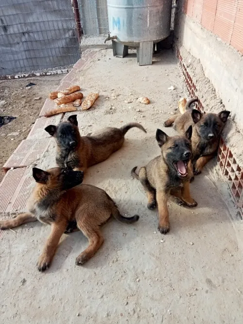 Chiot malenoi 