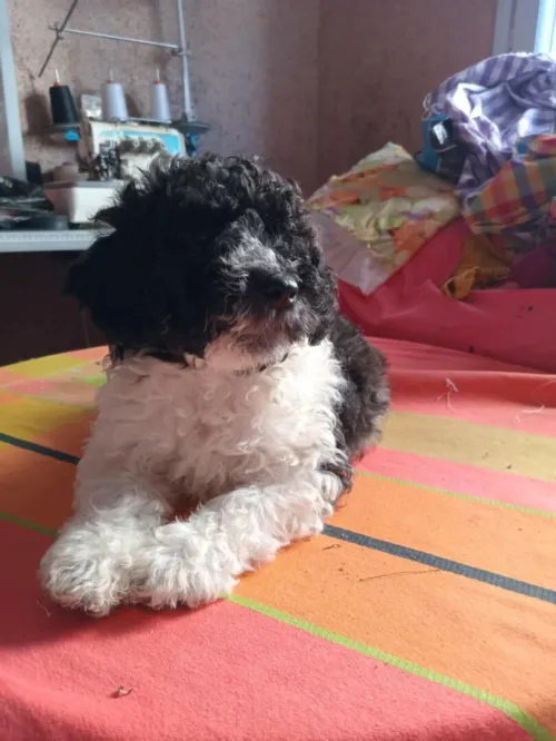 Caniche