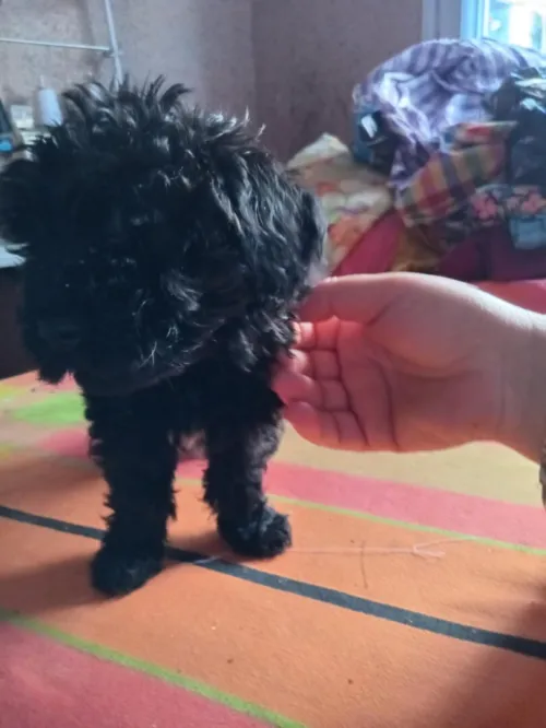 Caniche