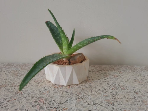 Plantes