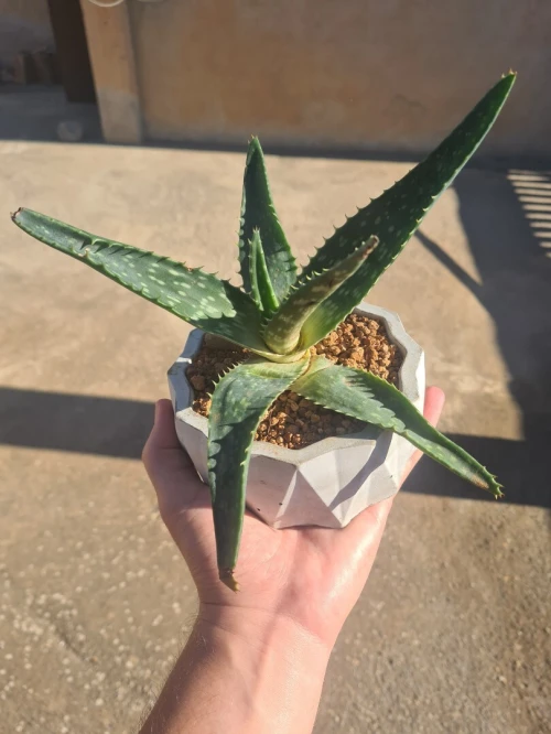 Cactus Aloe vera صبار الألوفيرا