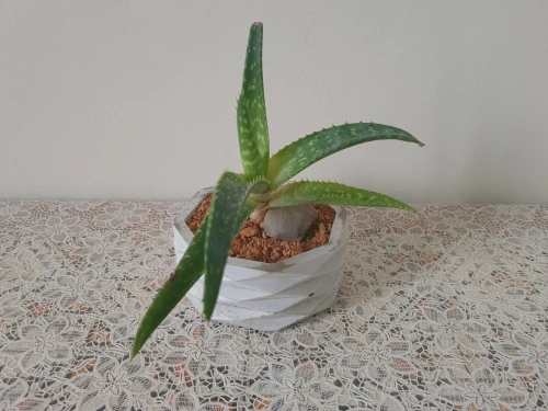 Plantes