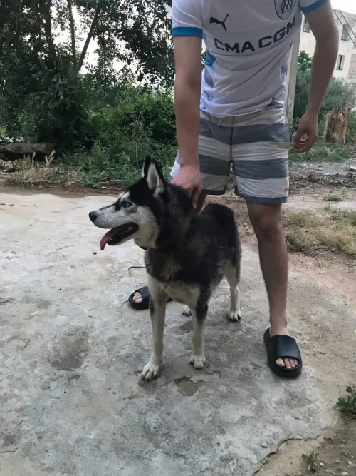 husky 3 mois