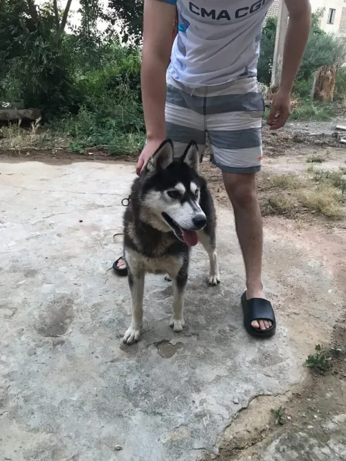 husky 3 mois