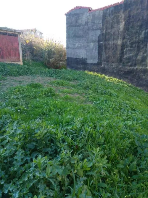 Vente Terrain Boumerdès Ouled moussa