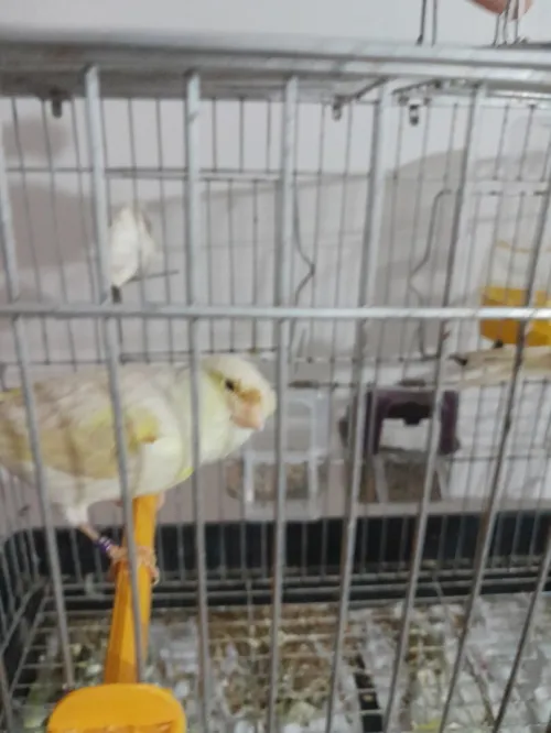 Coupla canari satini mozayik bag 21