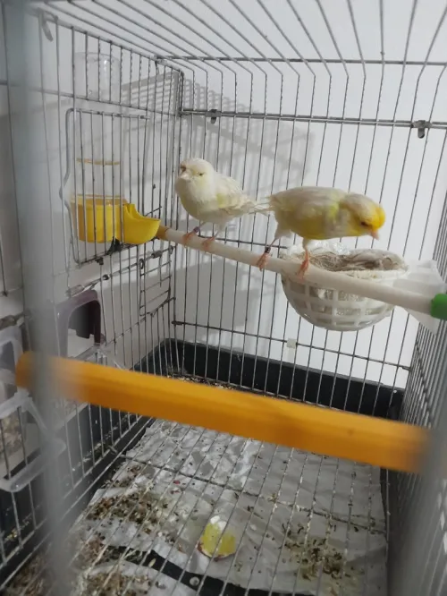 Coupla canari satini mozayik bag 21