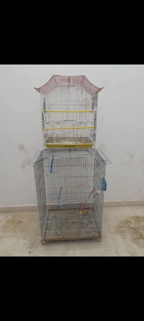2 cage n9aya likidation 