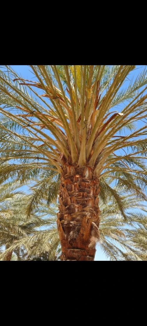 Cherche achat Biskra Mekhadma