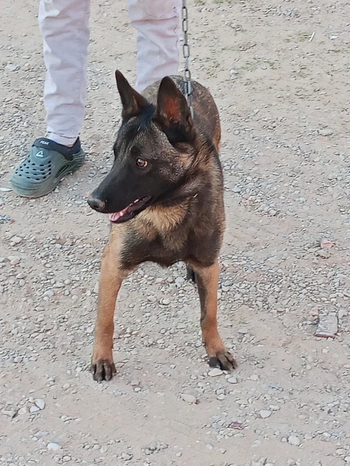Bousaada Msila