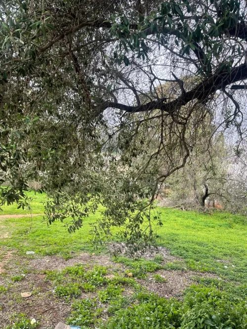 Vente Terrain Alger Draria