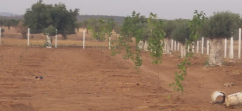 Vente Terrain Agricole Sidi Bel Abbès Hassi dahou
