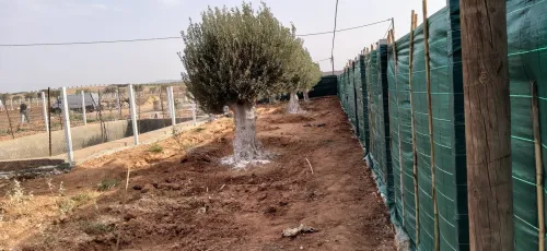 Vente Terrain Agricole Sidi Bel Abbès Hassi dahou