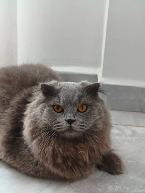 Scottish Fold Long Hair 100% Russian