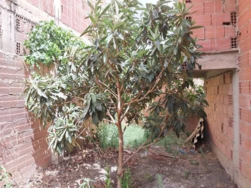 Vente Villa Aïn Defla Hoceinia
