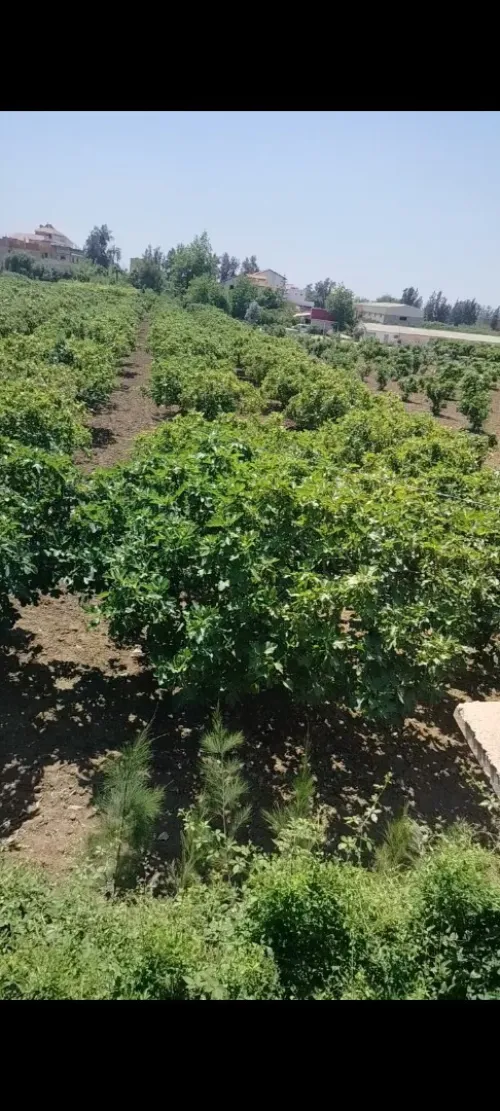 Vente Villa Blida Ouled selama