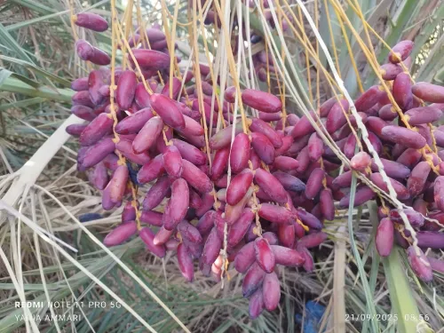 Vente Terrain Agricole Touggourt El Alia