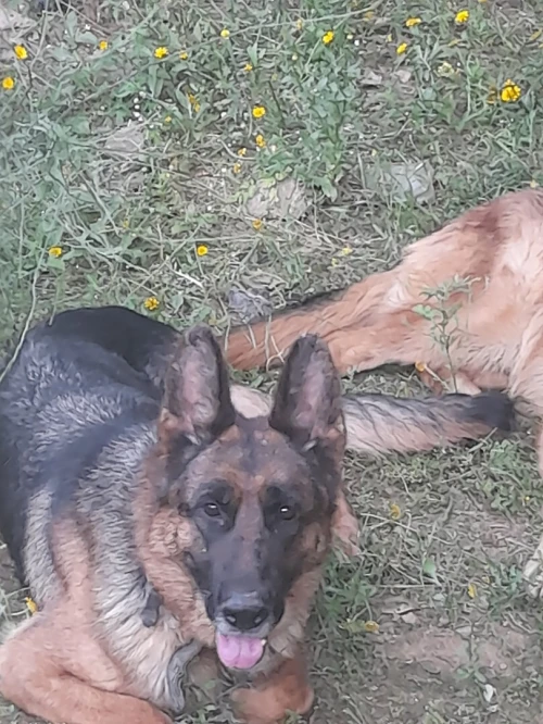 Couple berger allemand pedegre