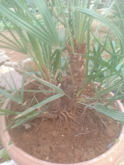 Palmier nain Chamaerops humilis et Cycas 