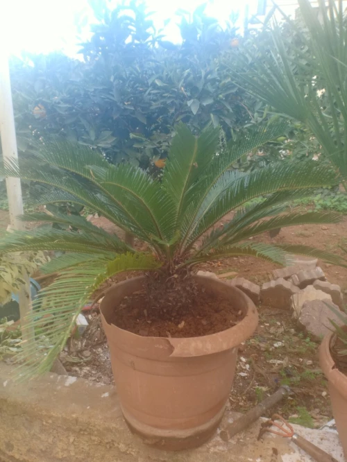 Palmier nain Chamaerops humilis et Cycas 