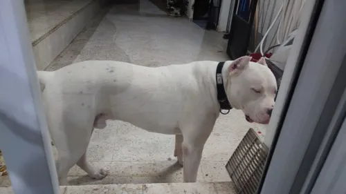 Dogue argentin