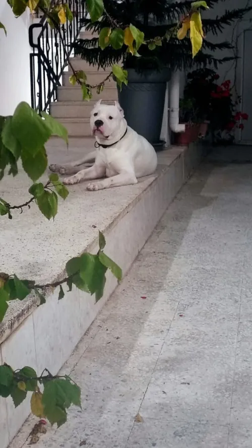 Dogue argentin