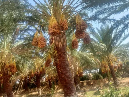 Vente Terrain Agricole Biskra Tolga