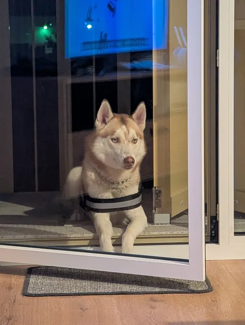 Proposition de chien Husky