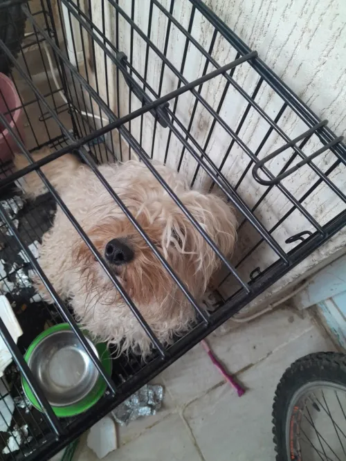 Tres beau chien caniche bichon