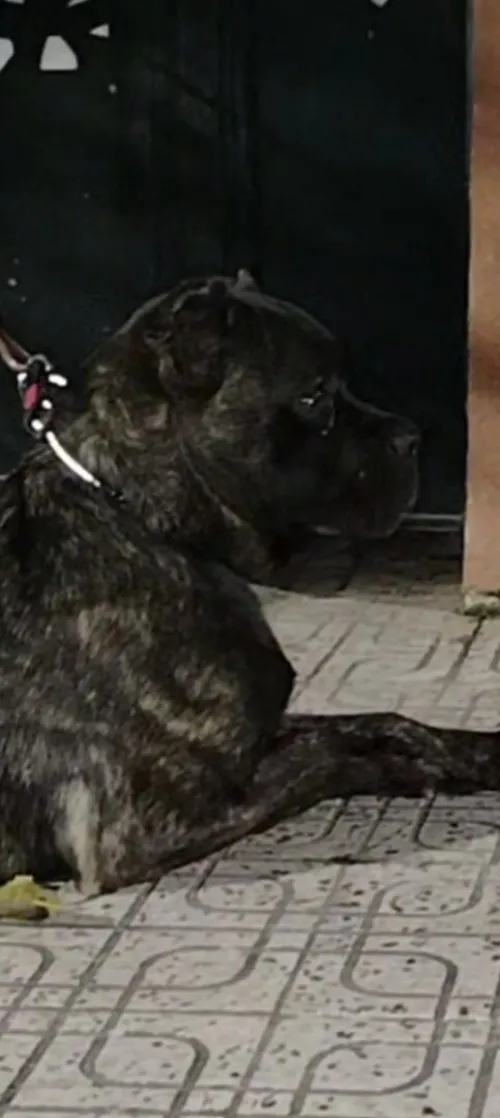 Top Cane corso 5 mois