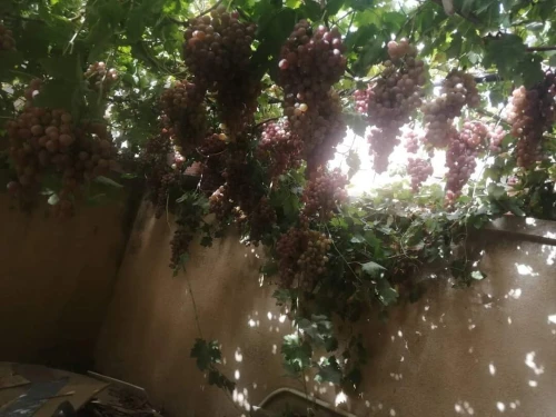 Vente Villa Alger Ain taya