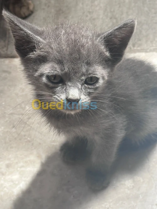 Chat