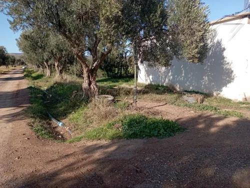 Vente Terrain Agricole Oran Misseghine