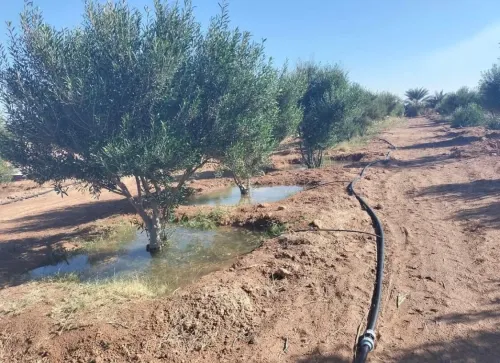 Vente Terrain Agricole Biskra Sidi okba