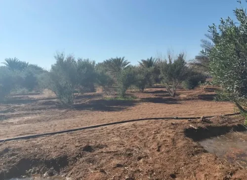Vente Terrain Agricole Biskra Sidi okba