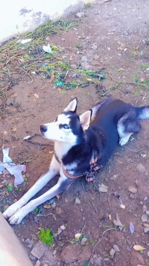 Hasky 