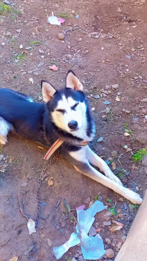 Hasky 