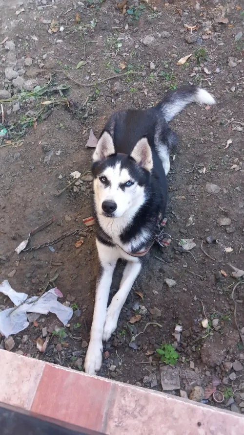 Hasky 