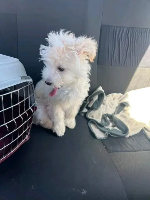 Caniche bichón maltais 