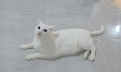 Angora male 