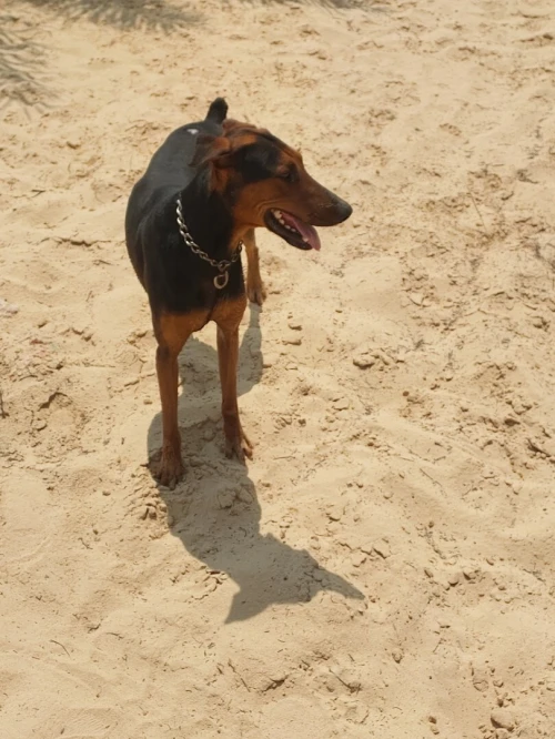 Doberman