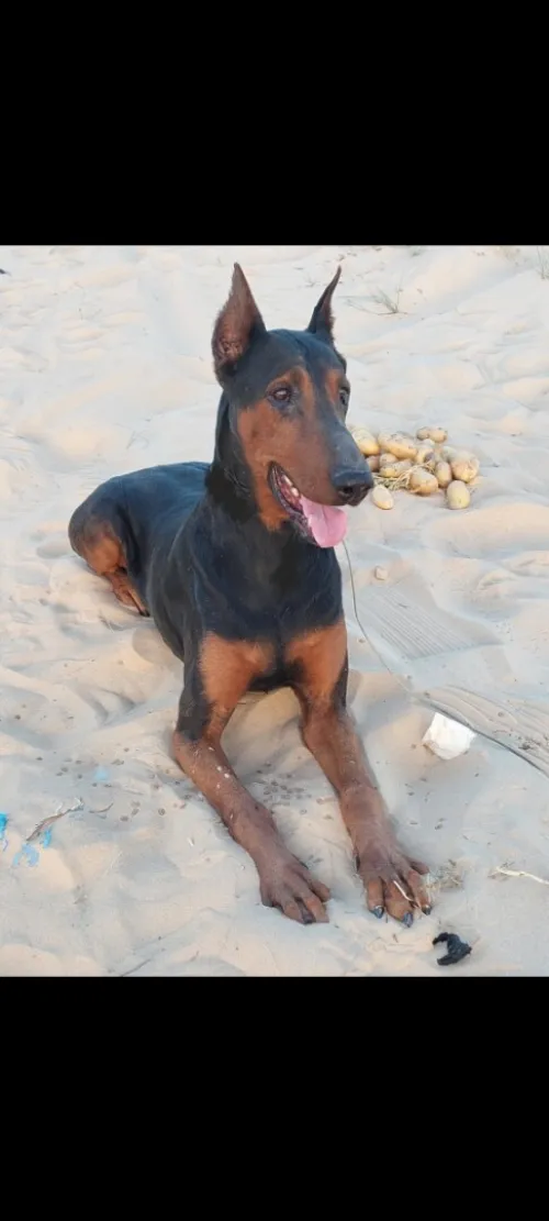 Doberman