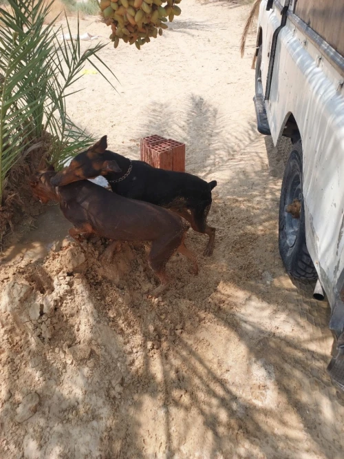 Doberman