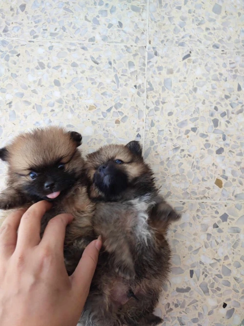 Spitz pomeranian 