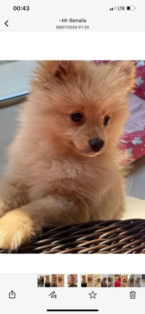 Spitz pomeranian 
