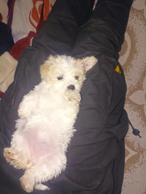 Caniche