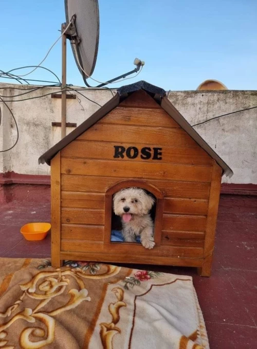 cage et niche pour chien  
